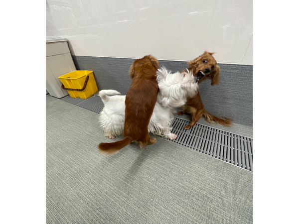 生徒が撮影したモデル犬☆